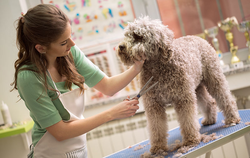 Pet Grooming Services